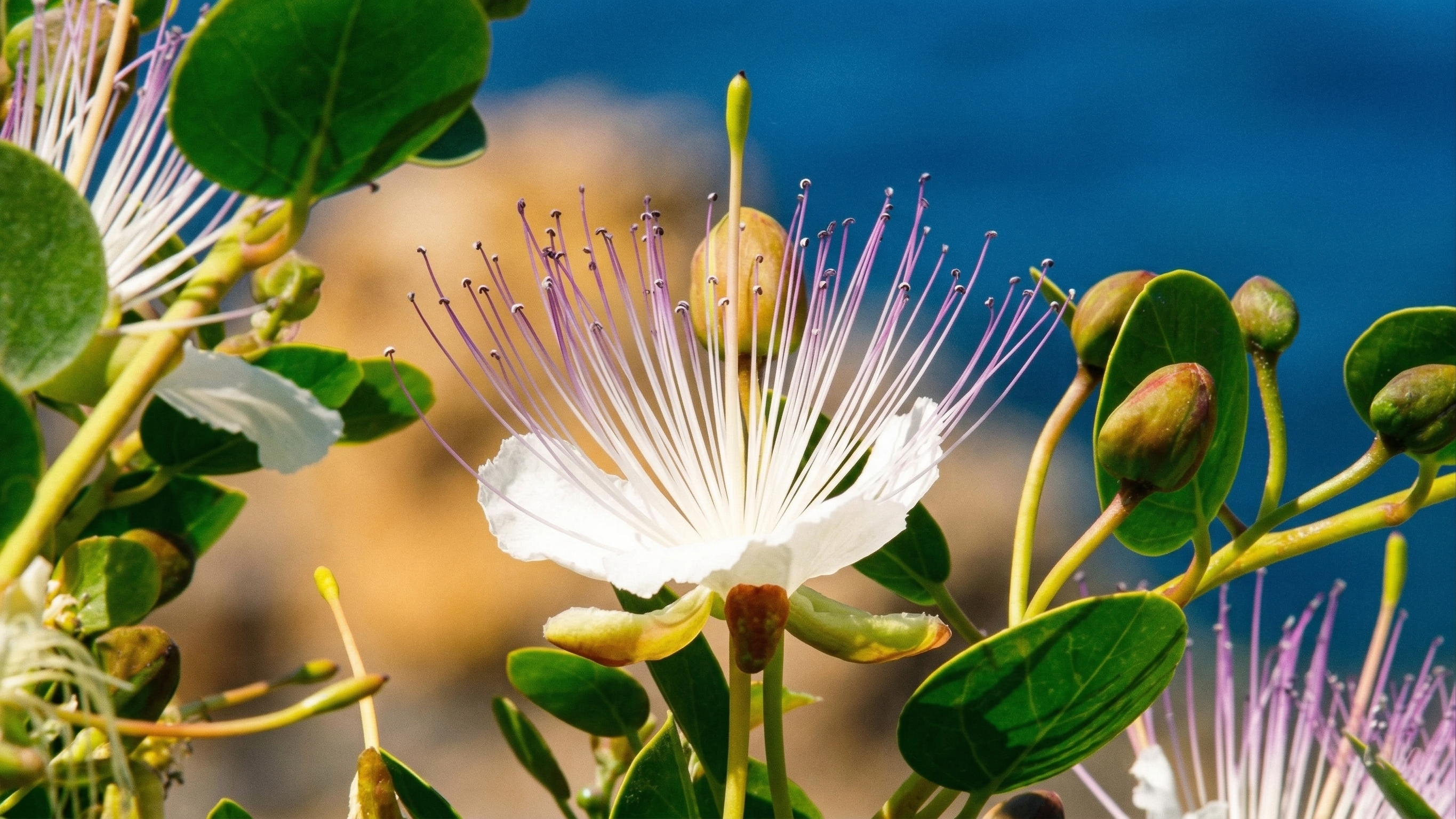 Fiore di cappero Caravaglio